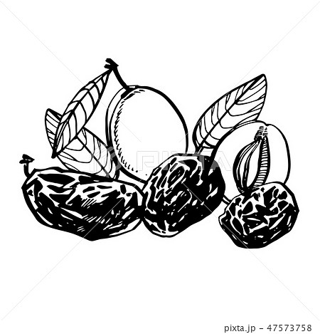 Prunes and plums vector hand drawn illustration. Ink sketch of nuts. Hand drawn vector illustration Prunes and plums vector hand drawn illustration. Ink sketch of nuts. Hand drawn vector illustration 47573758
