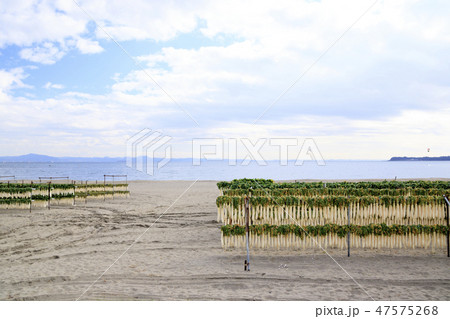 三浦海岸 47575268