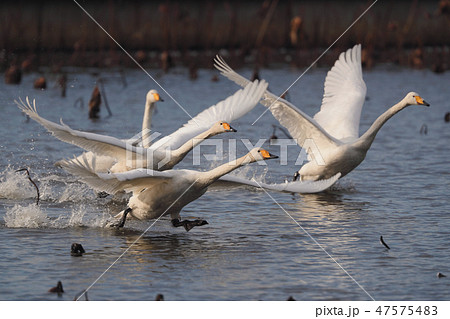 白鳥の飛び立ち 白鳥の飛び立ち 47575483