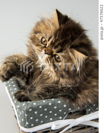Beautiful Persian kitten cat marble color coat 47576022