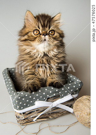 Beautiful Persian kitten cat marble color coat 47576025