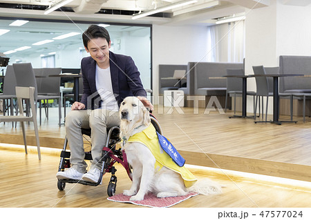 日本ユニバーサルマナー協会監修素材 障害者　介助犬　車椅子　 47577024
