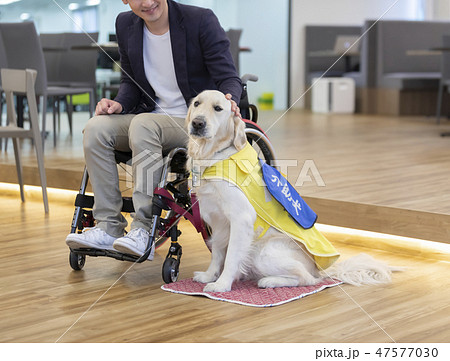 日本ユニバーサルマナー協会監修素材 障害者　介助犬　車椅子　 47577030