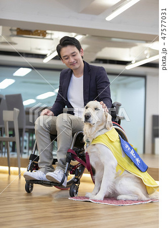 日本ユニバーサルマナー協会監修素材 障害者　介助犬　車椅子　 47577031
