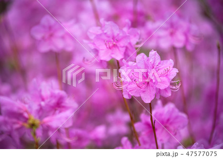 Rhododendron Mucronulatum Korean Rhododendron flower Rhododendron Mucronulatum Korean Rhododendron flower 47577075