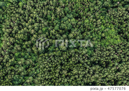 Top view of the area green forest. Nature texture Top view of the area green forest. Nature texture 47577076