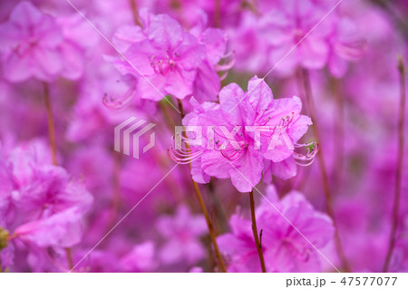Rhododendron Mucronulatum Korean Rhododendron flower Rhododendron Mucronulatum Korean Rhododendron flower 47577077