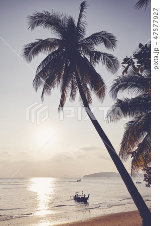 Tropical beach at sunset. 47577927