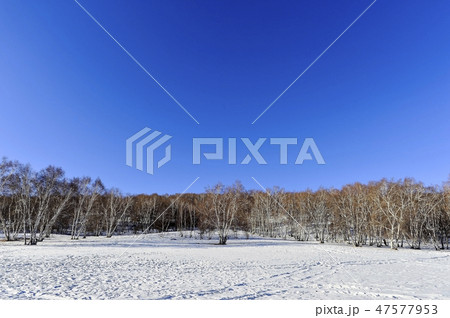 白樺 パサン草原 モンゴル 47577953