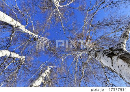 白樺 モンゴル 木 47577954