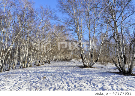白樺 パサン草原 モンゴル 47577955