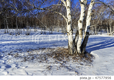 白樺 パサン草原 モンゴル 47577956