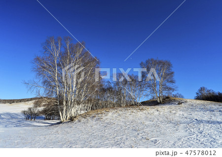 木 パサン草原 モンゴル 47578012