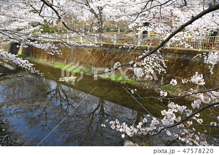 三鷹市新川　仙川公園の桜　 47578220