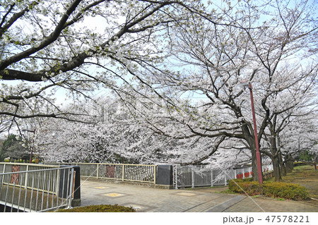 三鷹市新川 仙川公園の桜 三鷹市新川 仙川公園の桜 47578221