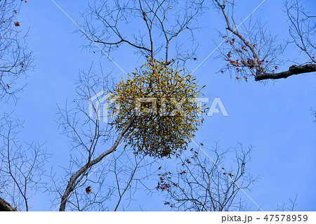 宿り木 宿り木 47578959