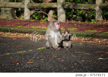 猿 47579171