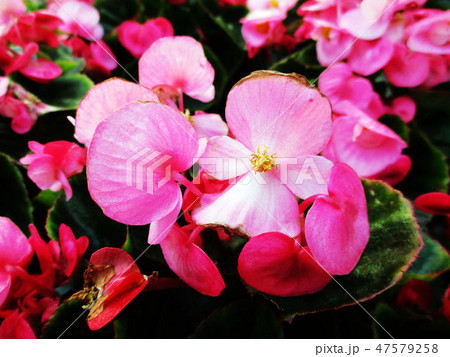 旧跡 史蹟 史跡 47579258