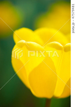 黄色いチューリップの花びら　透け 47579481
