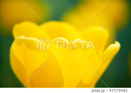 チューリップの花　黄色　日光　透け 47579482