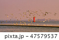 海 カモメ ゴムソハン 47579537