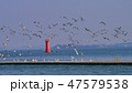 海 カモメ ゴムソハン 47579538