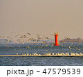 海 カモメ ゴムソハン 47579539