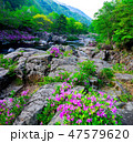 花 智異山 谷 47579620