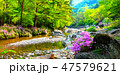 花 智異山 谷 47579621
