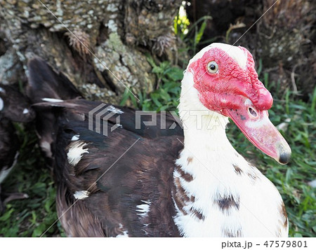 フランス鴨 47579801