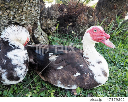 フランス鴨 47579802