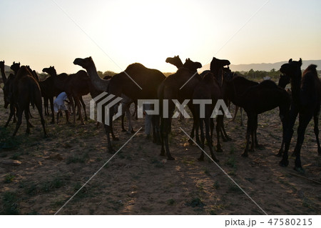 インドのラジャスタン州のプシュカル ラクダ祭り期間中 砂漠に集まるラクダの群れと美しい夕暮れ インドのラジャスタン州のプシュカル ラクダ祭り期間中 砂漠に集まるラクダの群れと美しい夕暮れ 47580215