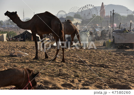 インドのプシュカル ラクダ祭り期間中 砂漠に集まるラクダの群れ 遊園地の観覧車とヒンドゥー寺院 インドのプシュカル ラクダ祭り期間中 砂漠に集まるラクダの群れ 遊園地の観覧車とヒンドゥー寺院 47580260