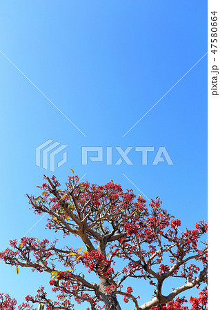 ピラカンサ 47580664