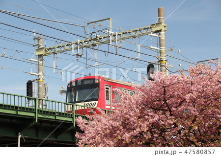 鉄道と河津桜 47580857