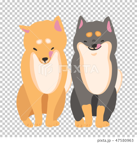Shiba Inu狗Akaiba Kuroba姿勢面對坐的pelori 47580963