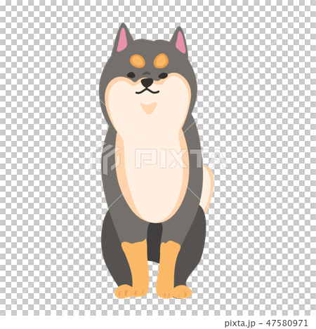 柴犬 犬 黒柴 ポーズ 表情 おすわり キリッのイラスト素材
