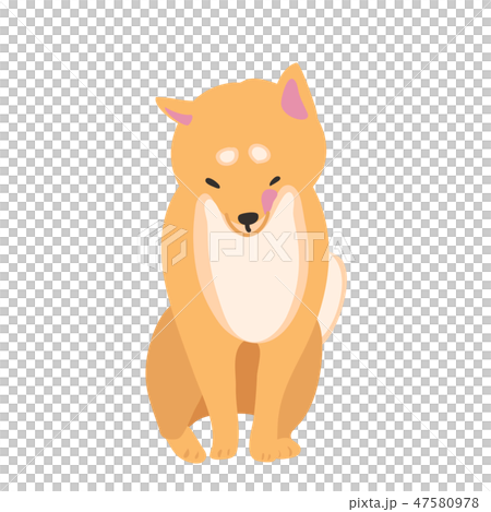 Shiba Inu dog Akaosu posing facial expression Telescoping pelori 47580978