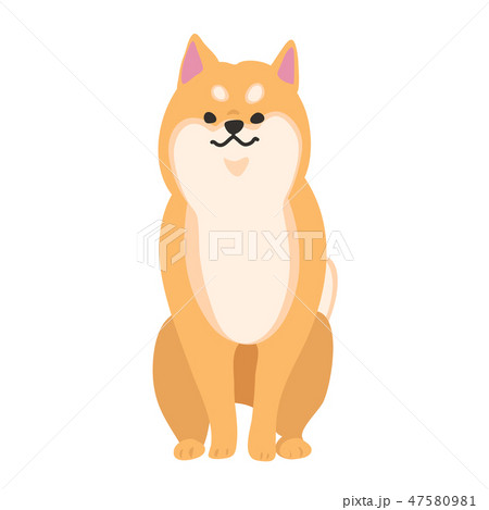 柴犬 犬 赤柴 ポーズ 表情 おすわり キリッ 柴犬 犬 赤柴 ポーズ 表情 おすわり キリッ 47580981