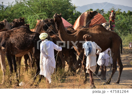 インドのプシュカル ラクダ祭り期間中 砂漠に集まるラクダの群れ ラクダの世話をするラクダ使いの男性 インドのプシュカル ラクダ祭り期間中 砂漠に集まるラクダの群れ ラクダの世話をするラクダ使いの男性 47581264