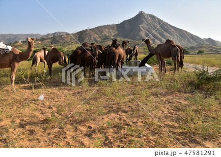 インドのプシュカル ラクダ祭り期間中 砂漠に集まるラクダの群れ 丘の上のヒンドゥー教寺院 インドのプシュカル ラクダ祭り期間中 砂漠に集まるラクダの群れ 丘の上のヒンドゥー教寺院 47581291