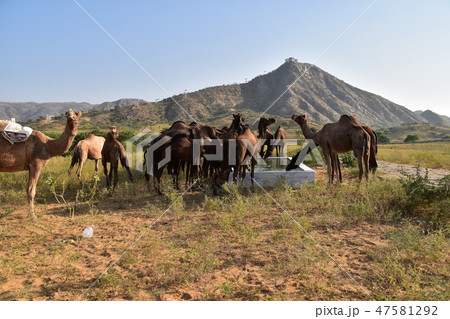 インドのプシュカル ラクダ祭り期間中 砂漠に集まるラクダの群れ 丘の上のヒンドゥー教寺院 インドのプシュカル ラクダ祭り期間中 砂漠に集まるラクダの群れ 丘の上のヒンドゥー教寺院 47581292