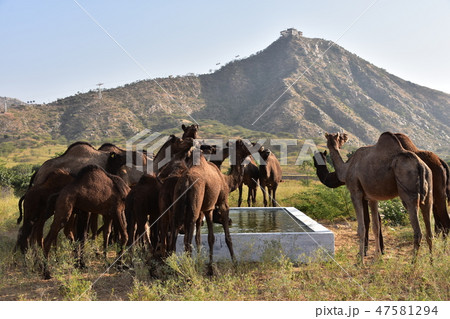 インドのプシュカル　ラクダ祭り期間中　砂漠に集まるラクダの群れ　丘の上のヒンドゥー教寺院 47581294