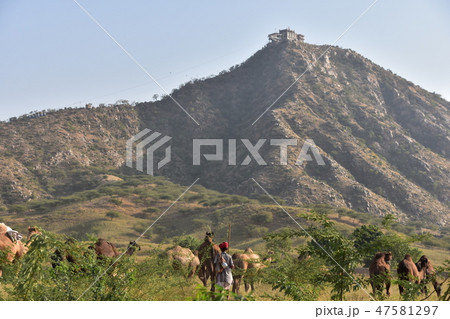 インドのプシュカル ラクダ祭り期間中 砂漠に集まるラクダの群れ 丘の上のヒンドゥー教寺院 インドのプシュカル ラクダ祭り期間中 砂漠に集まるラクダの群れ 丘の上のヒンドゥー教寺院 47581297