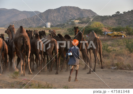 インドのプシュカル ラクダ祭り期間中 砂漠に集まるラクダの群れ ラクダの世話をするラクダ使いの男性 インドのプシュカル ラクダ祭り期間中 砂漠に集まるラクダの群れ ラクダの世話をするラクダ使いの男性 47581348