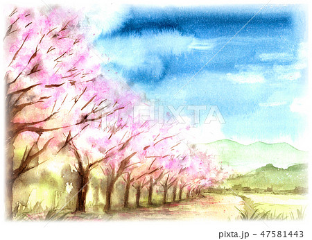 桜並木 風景画のイラスト素材