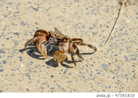 クロベンケイガニ 47581810