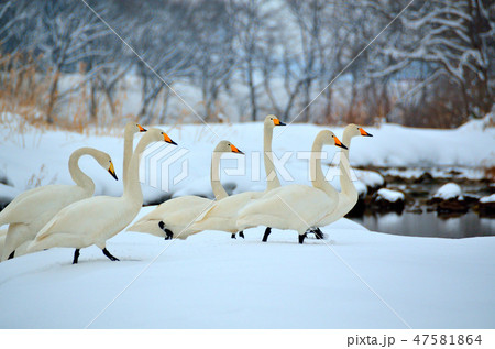 白鳥 秋田県鶯野 47581864