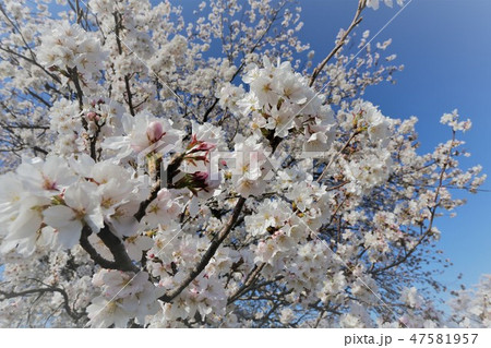 高田川 満開の桜 高田川 満開の桜 47581957