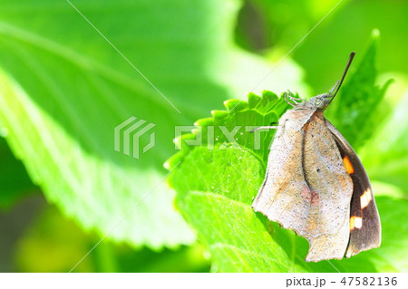 テングチョウ 47582136